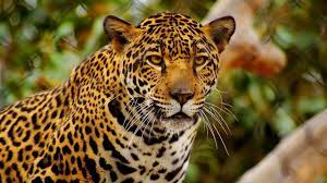 jaguar000011